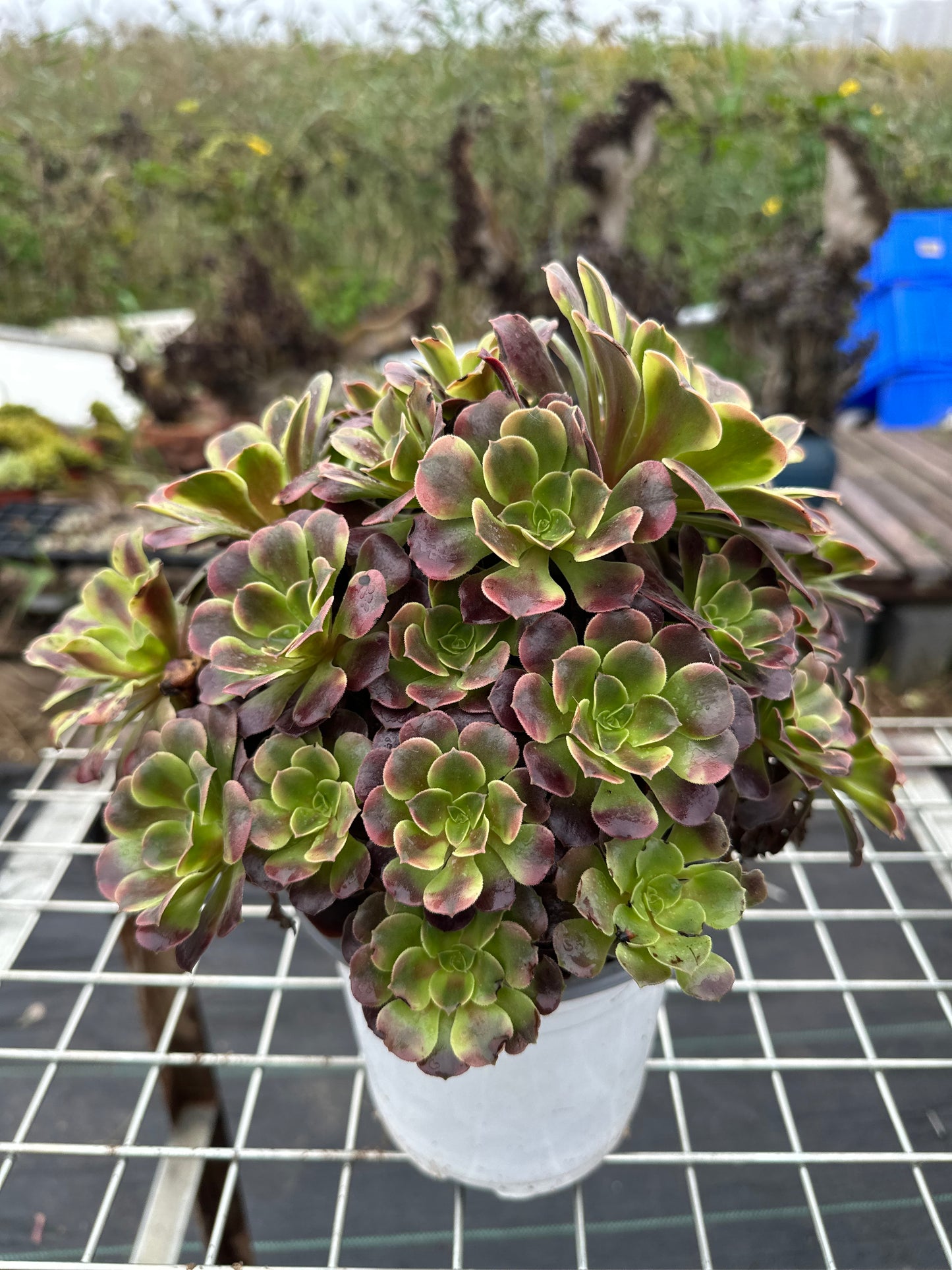 Superbang cluster20-30cm Old pile/ 10-20 heads/ Aeonium cluster / Variegated Natural Live Plants Succulents2023