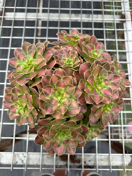 Shaohua cluster20-30cm Old pile/ 10-20 heads/ Aeonium cluster / Variegated Natural Live Plants Succulents