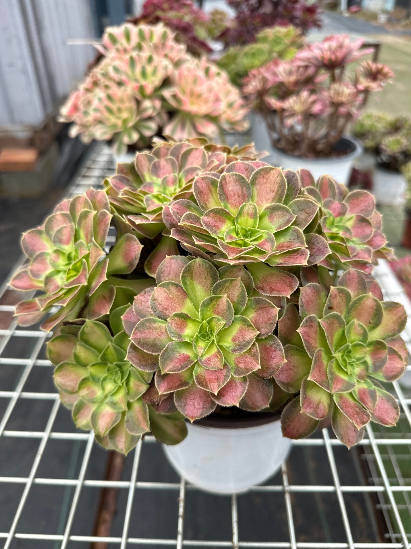 Shaohua cluster20-30cm Old pile/ 10-20 heads/ Aeonium cluster / Variegated Natural Live Plants Succulents