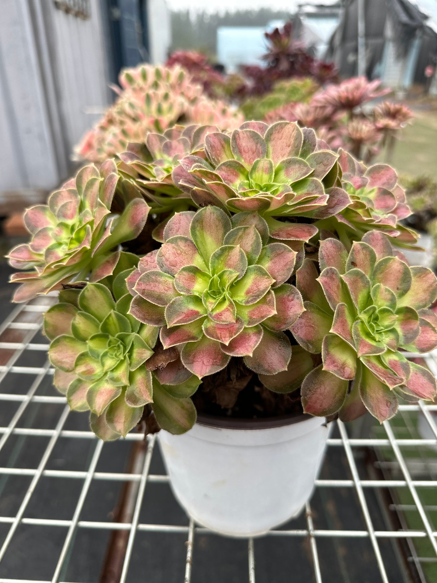 Shaohua cluster20-30cm Old pile/ 10-20 heads/ Aeonium cluster / Variegated Natural Live Plants Succulents