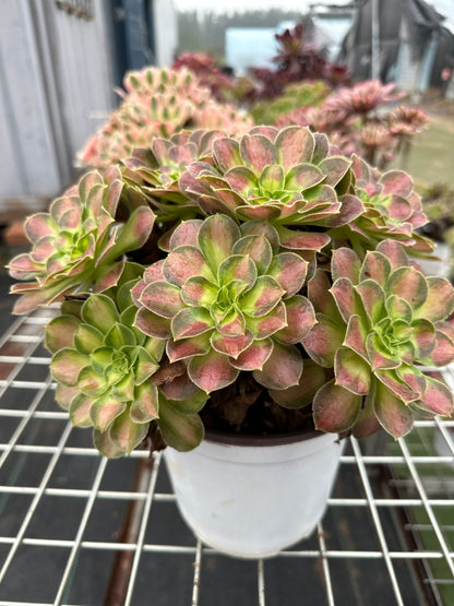 Shaohua-Cluster, 20–30 cm, alter Haufen, 10–20 Köpfe, Aeonium-Cluster, bunte natürliche lebende Pflanzen, Sukkulenten, 2023