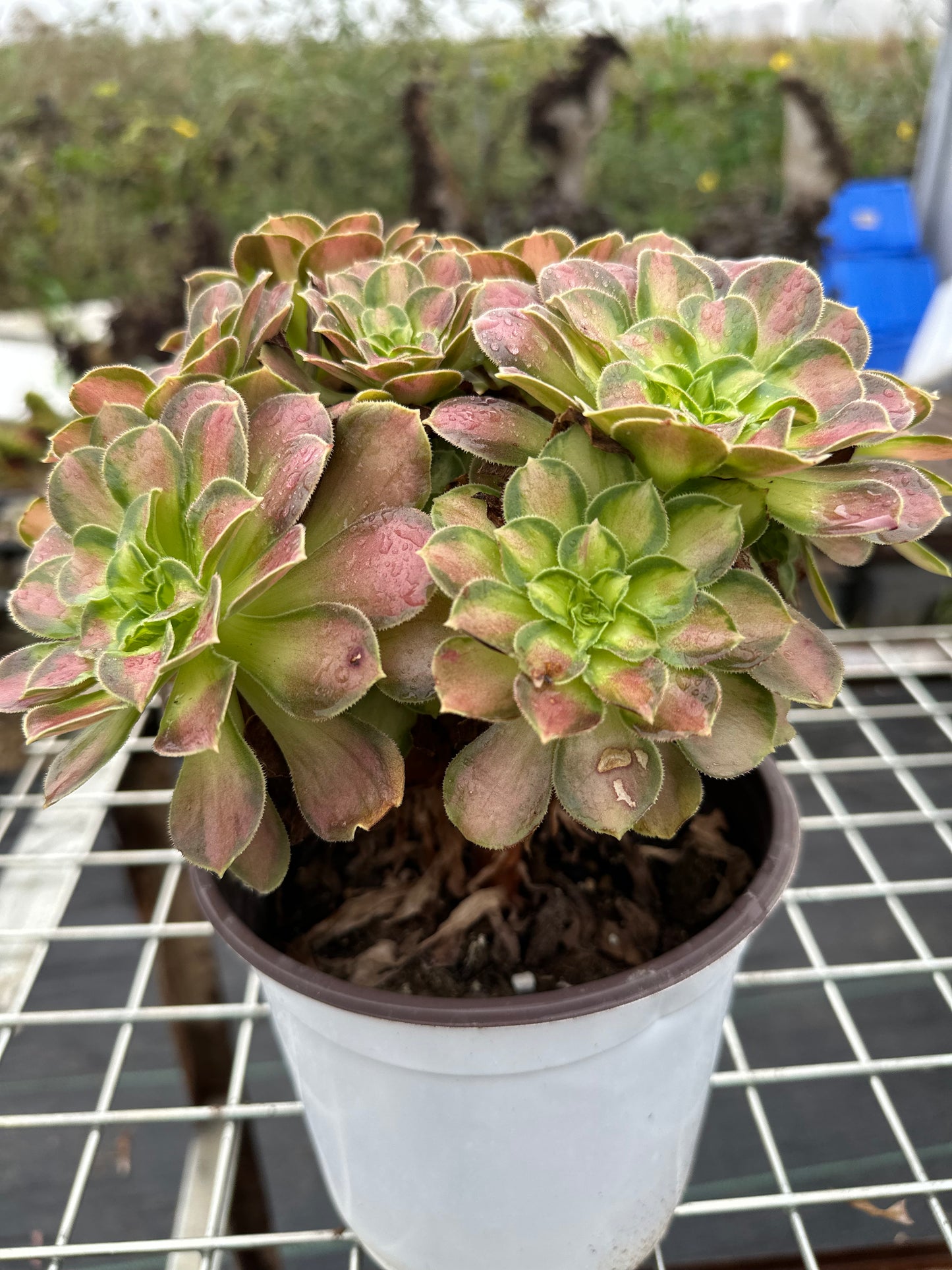 Shaohua-Cluster, 20–30 cm, alter Haufen, 10–20 Köpfe, Aeonium-Cluster, bunte natürliche lebende Pflanzen, Sukkulenten, 2023