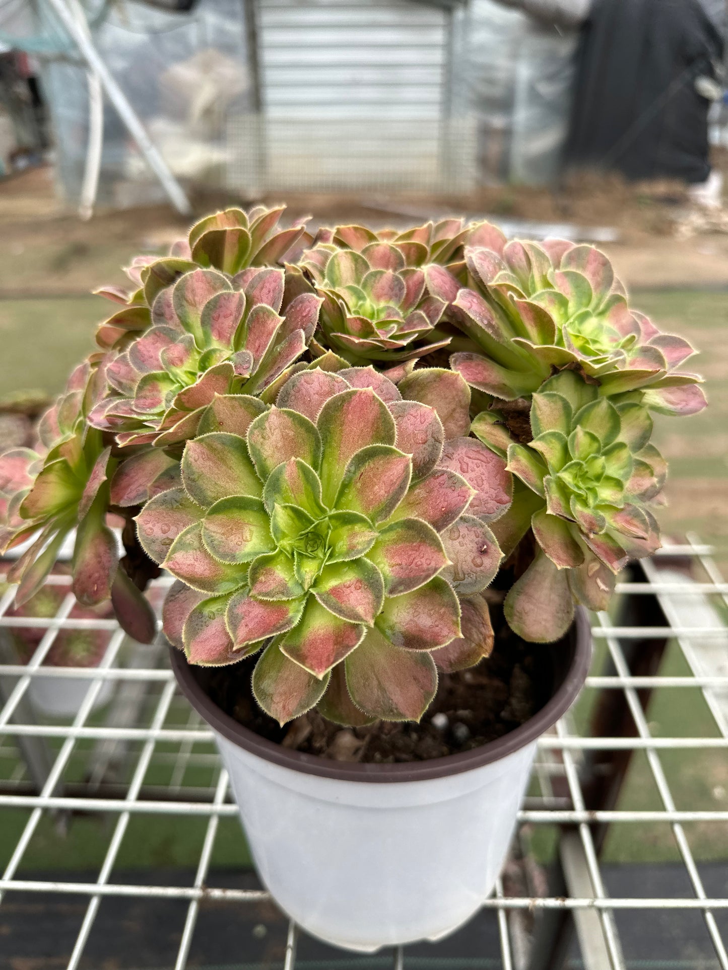 Shaohua-Cluster, 20–30 cm, alter Haufen, 10–20 Köpfe, Aeonium-Cluster, bunte natürliche lebende Pflanzen, Sukkulenten, 2023