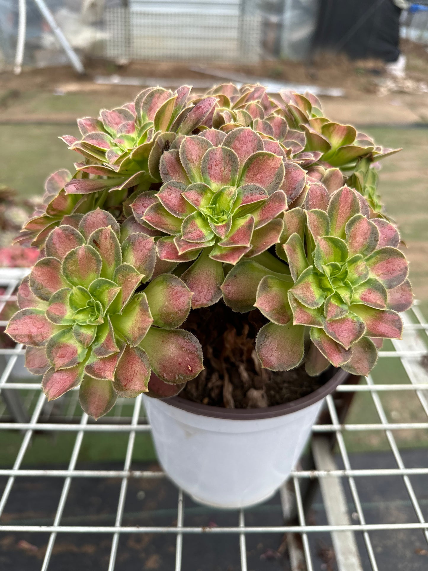 Shaohua cluster20-30cm Old pile/ 10-20 heads/ Aeonium cluster / Variegated Natural Live Plants Succulents