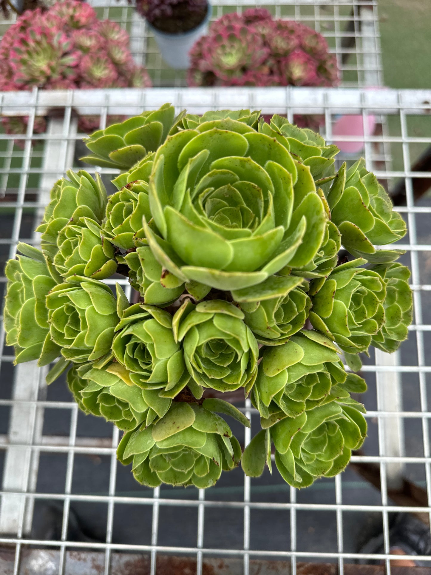 Green cashmere cluster20-30cm Old pile/ 14-20 heads/ Aeonium cluster / Variegated Natural Live Plants Succulents2023