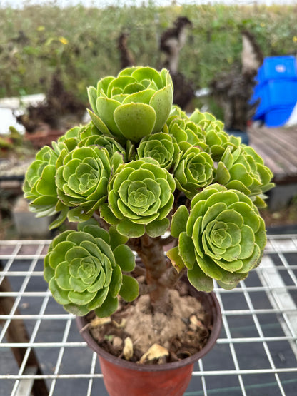 Green cashmere cluster20-30cm Old pile/ 14-20 heads/ Aeonium cluster / Variegated Natural Live Plants Succulents2023