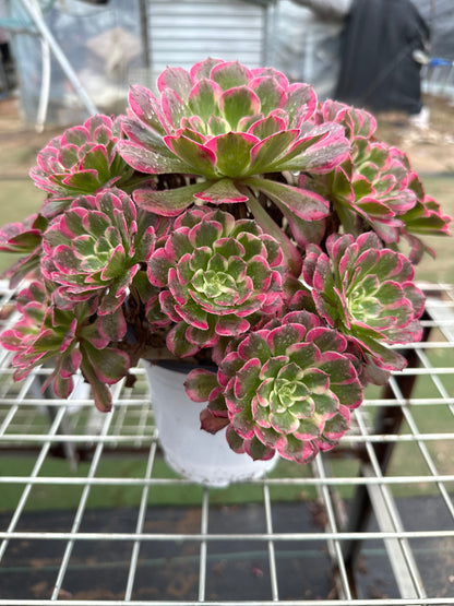 Garnet cluster20-30cm Old pile/ 10-20 heads/ Aeonium cluster / Variegated Natural Live Plants Succulents2023