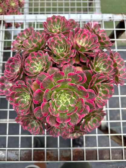 Garnet cluster20-30cm Old pile/ 10-20 heads/ Aeonium cluster / Variegated Natural Live Plants Succulents2023