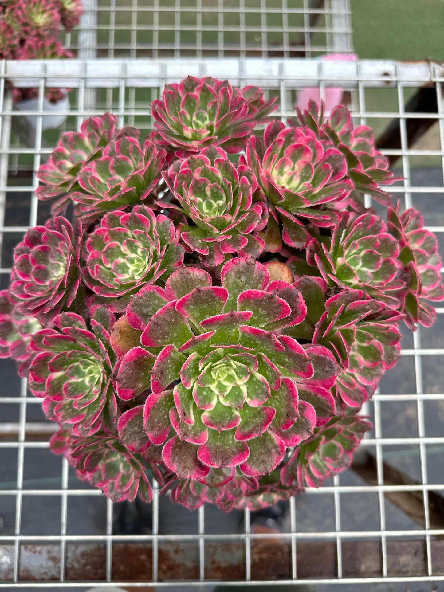 Garnet cluster20-30cm Old pile/ 10-20 heads/ Aeonium cluster / Variegated Natural Live Plants Succulents2023