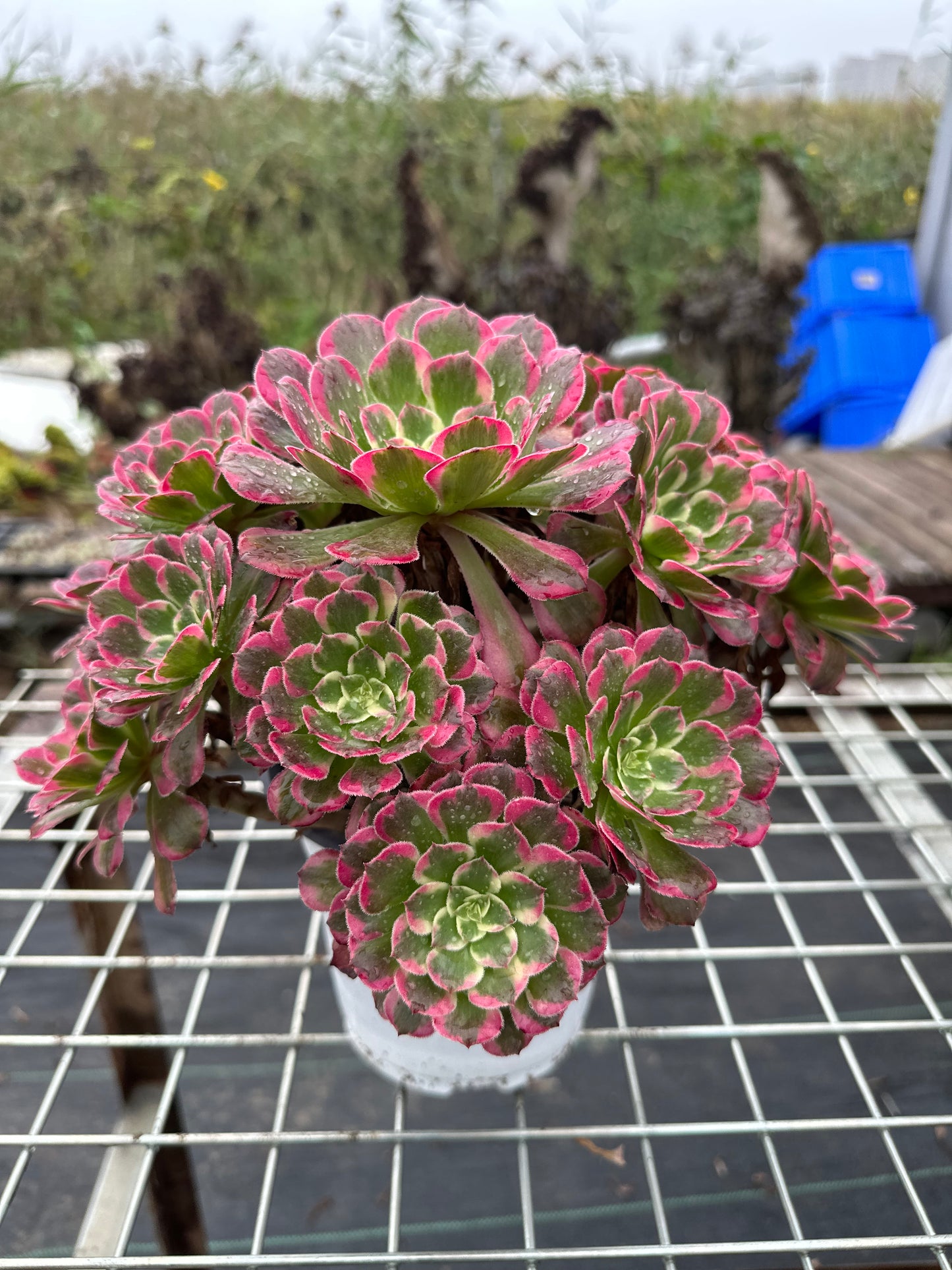 Garnet cluster20-30cm Old pile/ 10-20 heads/ Aeonium cluster / Variegated Natural Live Plants Succulents2023