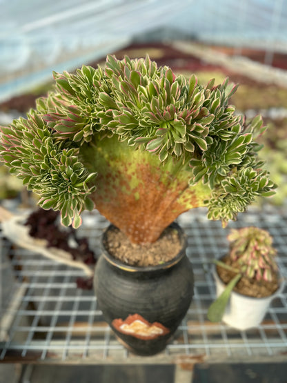 Rosa Hexe mit Haube, 45 cm, hat Wurzeln/Aeonium Affix/bunte natürliche lebende Pflanzen, Sukkulenten