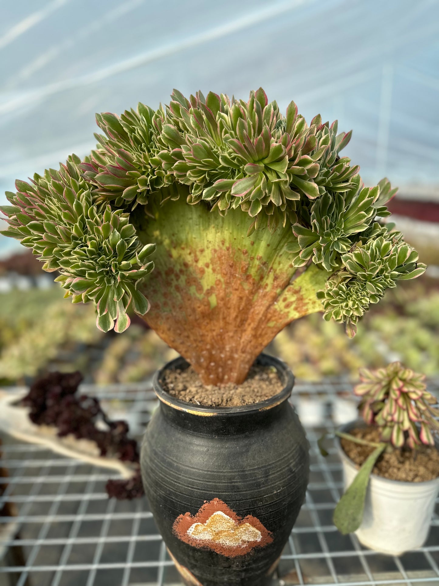 Rosa Hexe mit Haube, 45 cm, hat Wurzeln/Aeonium Affix/bunte natürliche lebende Pflanzen, Sukkulenten