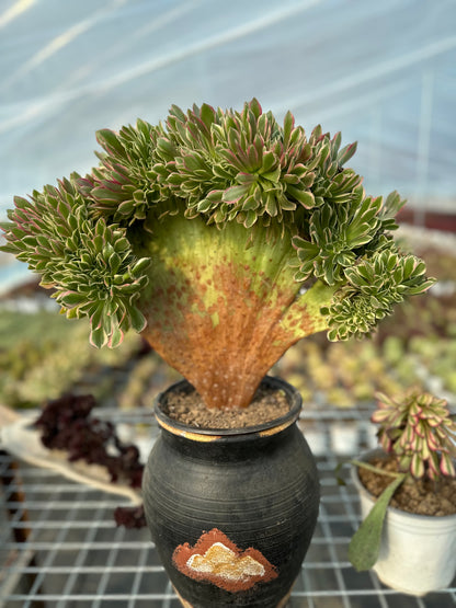 Rosa Hexe mit Haube, 45 cm, hat Wurzeln/Aeonium Affix/bunte natürliche lebende Pflanzen, Sukkulenten