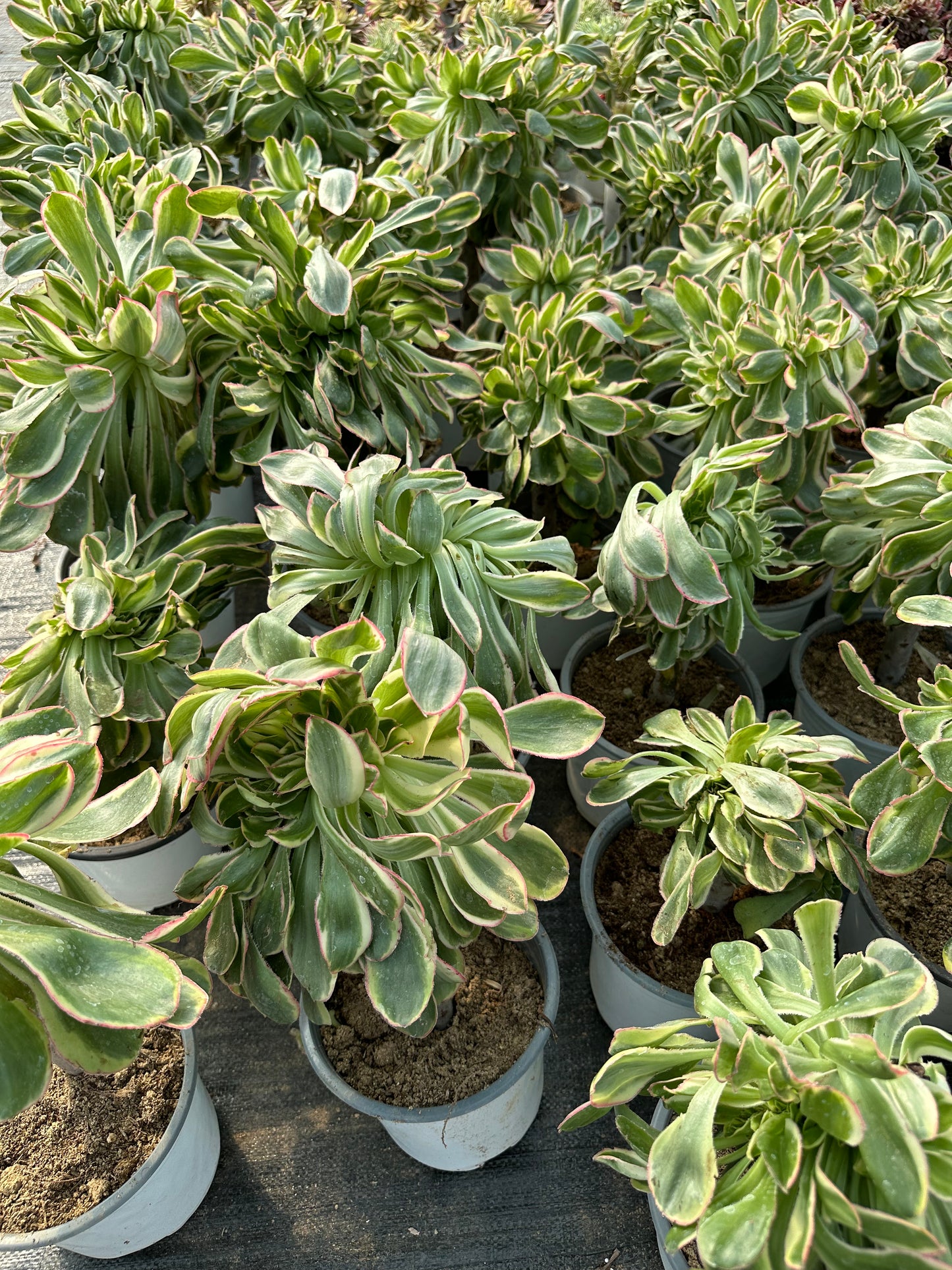 Zuse crested 15-20cm has roots/Aeonium Affix / Variegated Natural Live Plants Succulents