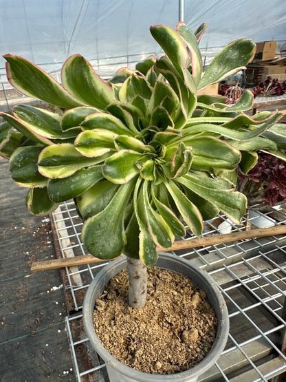 Zuse crested 15-20cm has roots/Aeonium Affix / Variegated Natural Live Plants Succulents