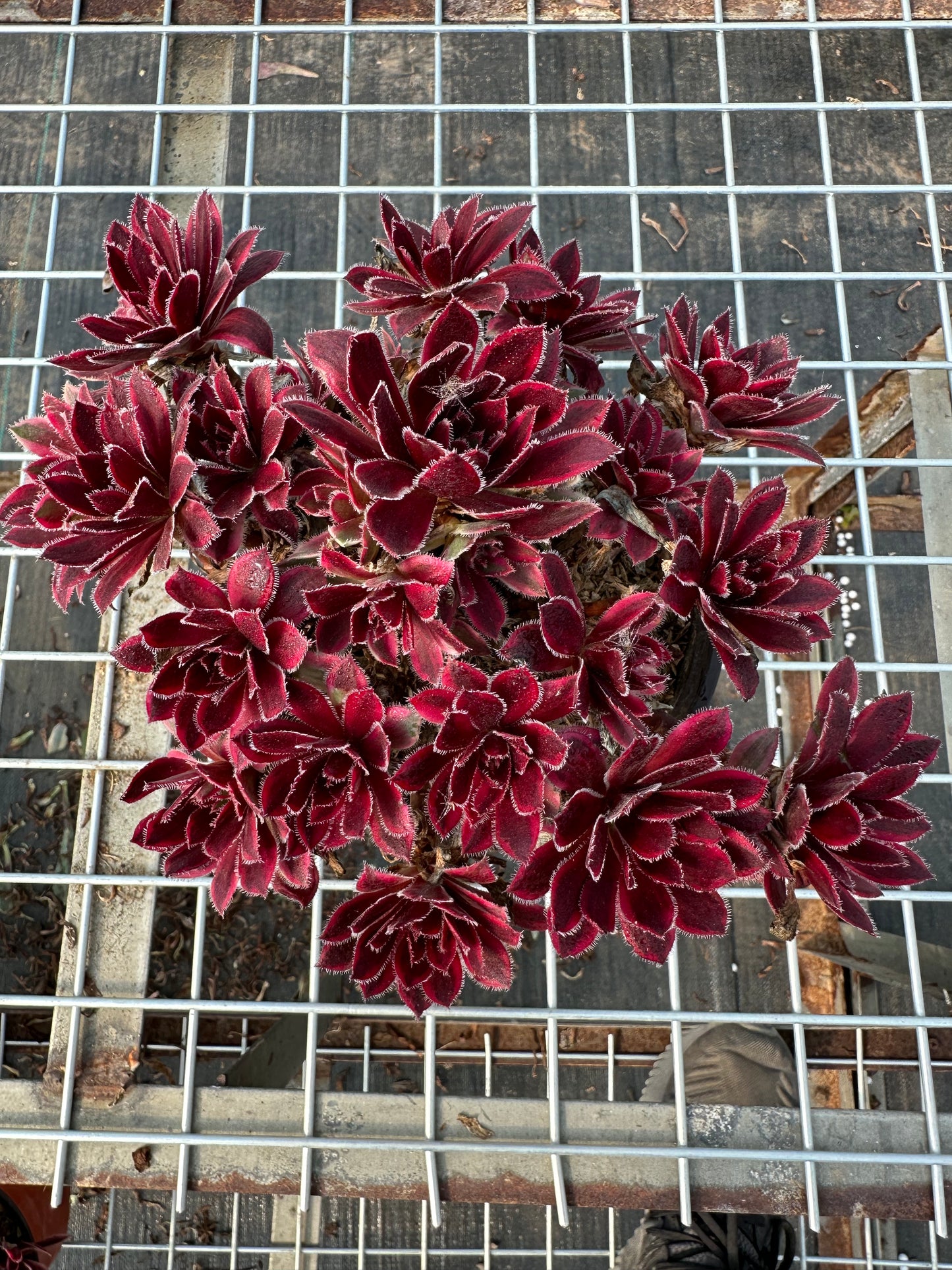 Fire Phoenix cluster20-30cm Old pile/ 10-20 heads/ Aeonium cluster / Variegated Natural Live Plants Succulents