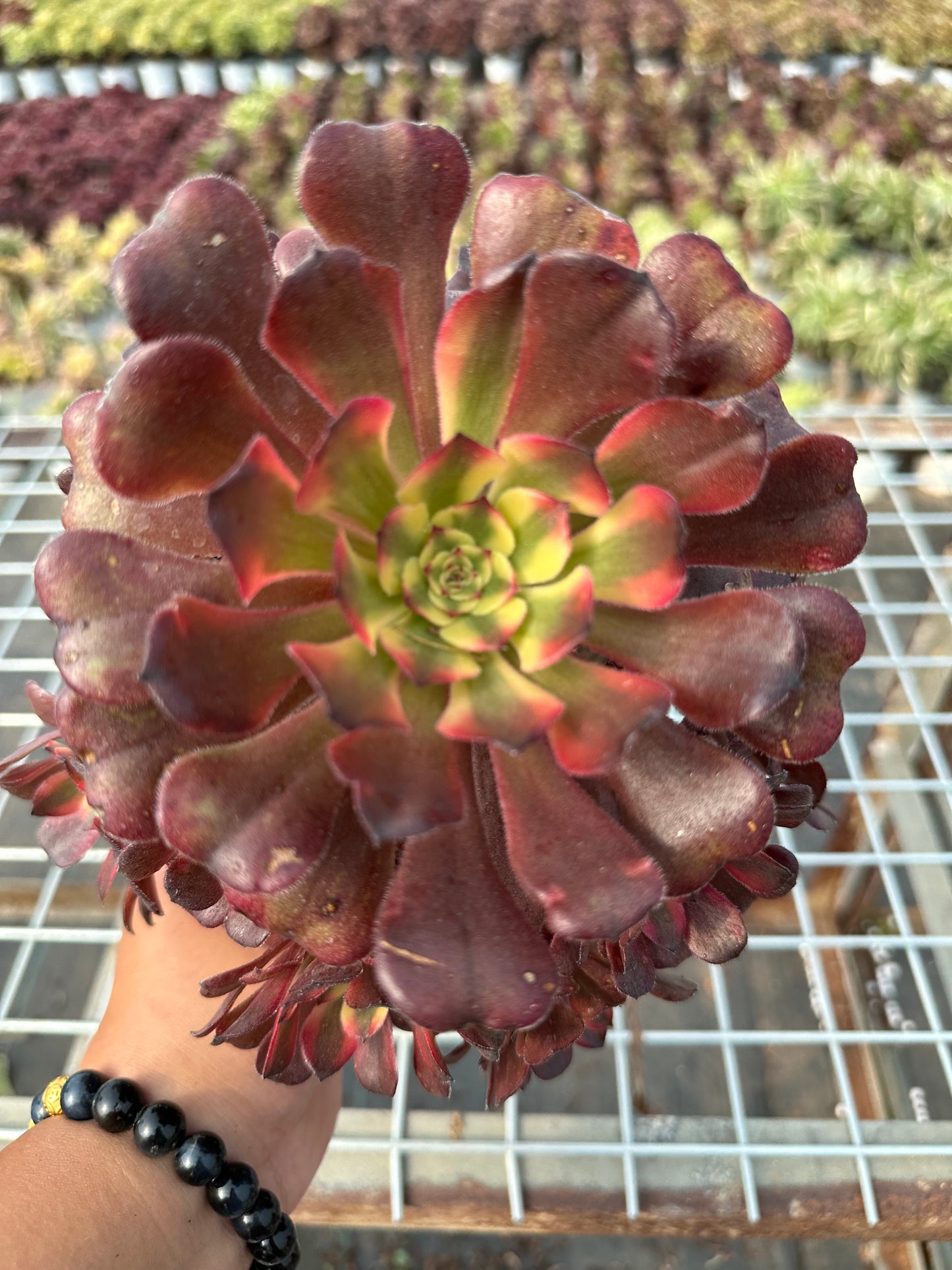 Mikicluster20–30 cm alter Haufen/ 10–20 Köpfe/ Aeonium-Cluster/bunte natürliche lebende Pflanzen, Sukkulenten