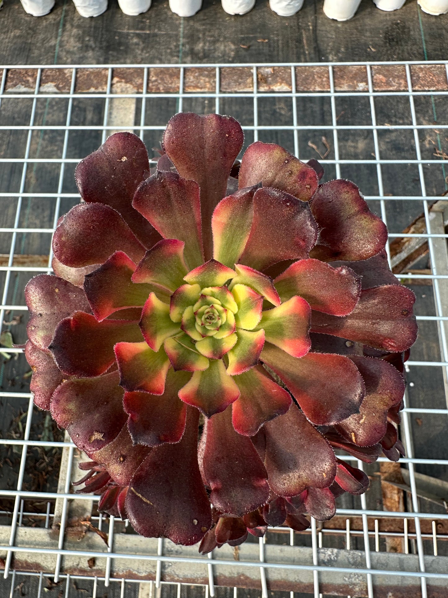 Mikicluster20–30 cm alter Haufen/ 10–20 Köpfe/ Aeonium-Cluster/bunte natürliche lebende Pflanzen, Sukkulenten