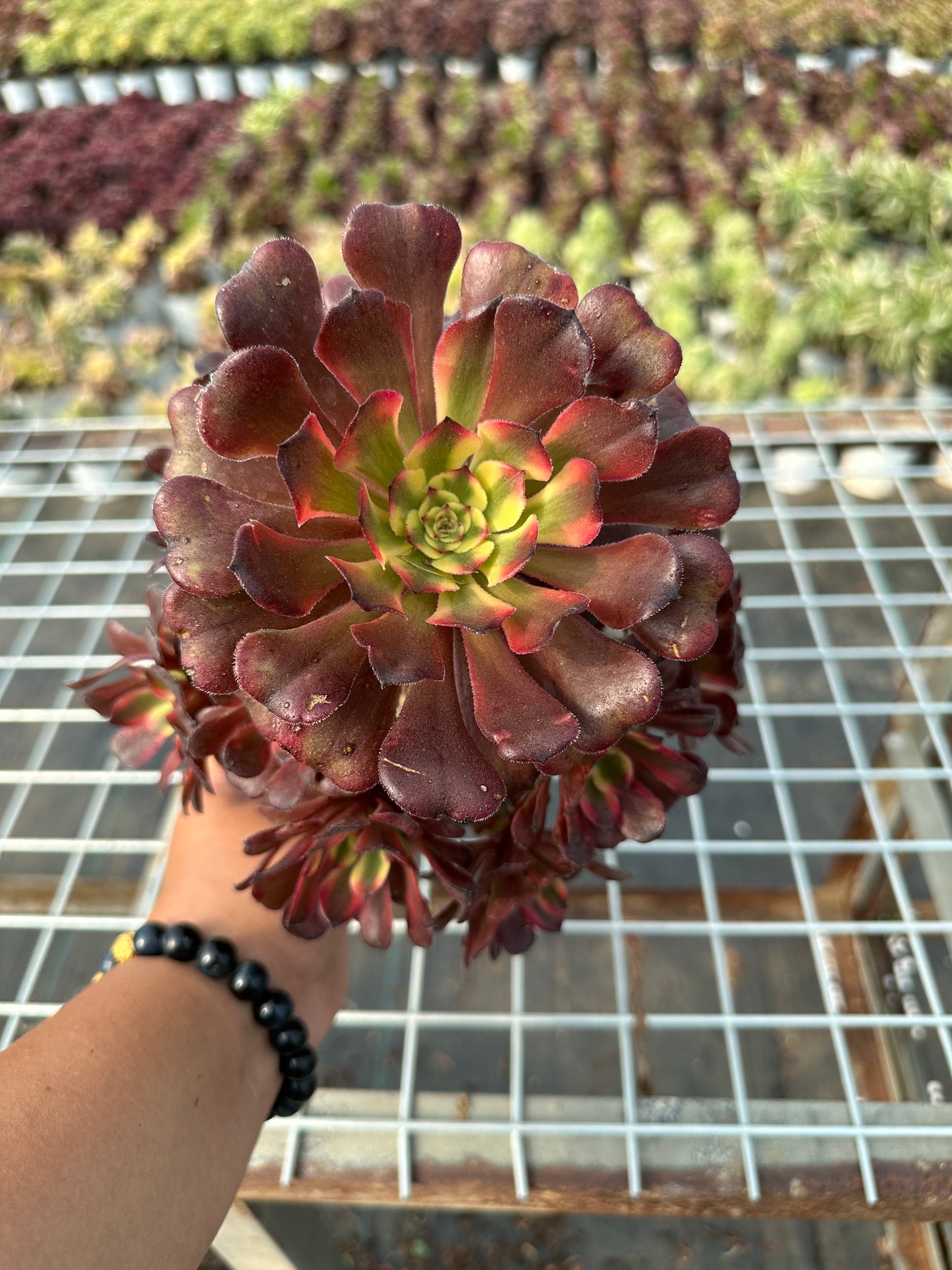 Mikicluster20–30 cm alter Haufen/ 10–20 Köpfe/ Aeonium-Cluster/bunte natürliche lebende Pflanzen, Sukkulenten