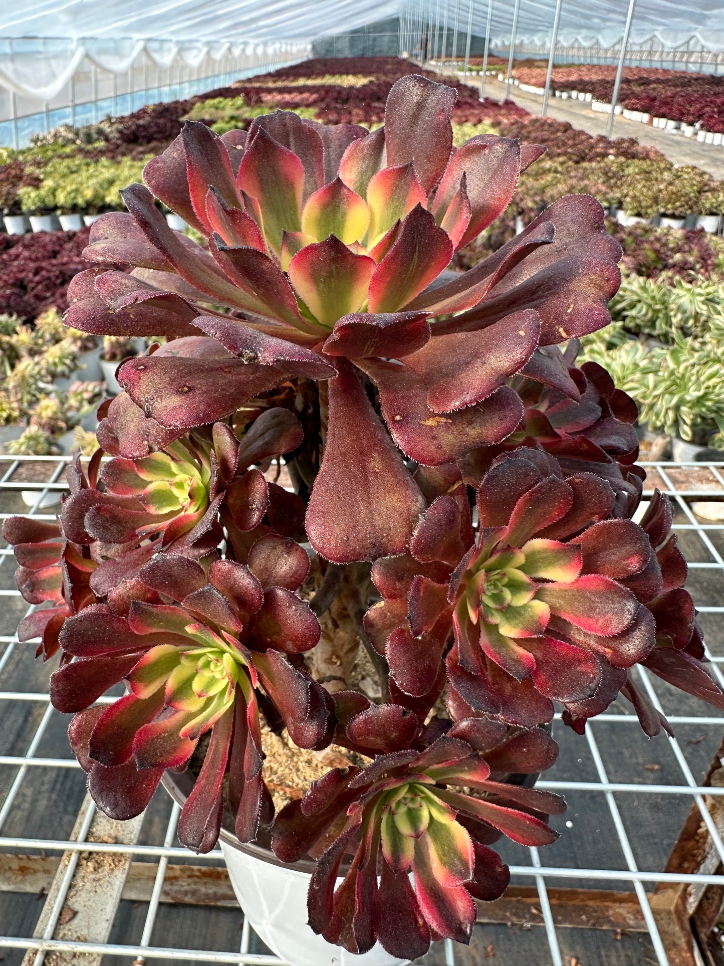 Mikicluster20–30 cm alter Haufen/ 10–20 Köpfe/ Aeonium-Cluster/bunte natürliche lebende Pflanzen, Sukkulenten