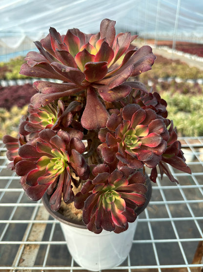 Mikicluster20–30 cm alter Haufen/ 10–20 Köpfe/ Aeonium-Cluster/bunte natürliche lebende Pflanzen, Sukkulenten