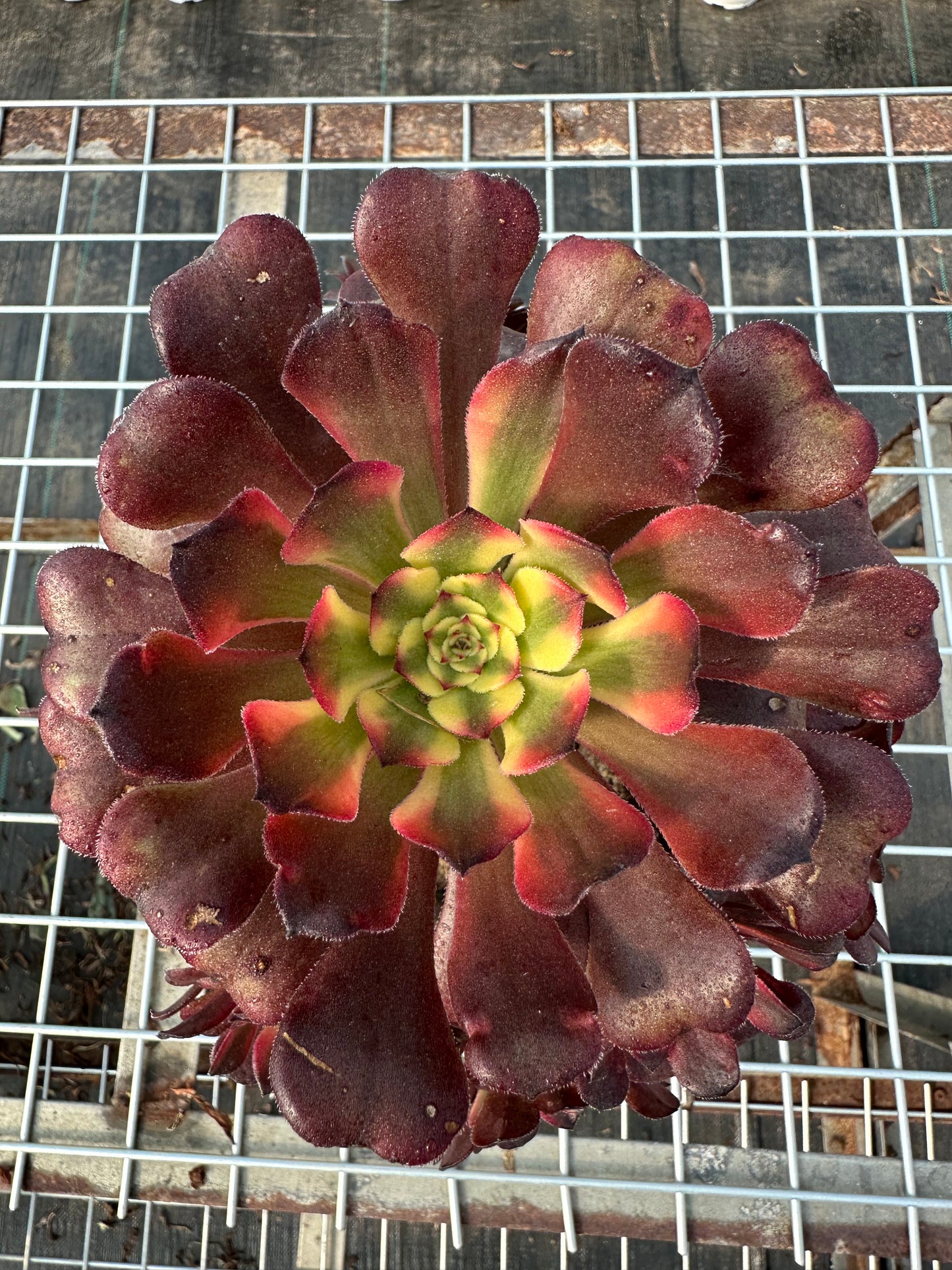 Mikicluster20–30 cm alter Haufen/ 10–20 Köpfe/ Aeonium-Cluster/bunte natürliche lebende Pflanzen, Sukkulenten