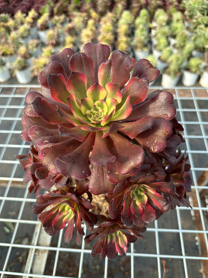 Mikicluster20–30 cm alter Haufen/ 10–20 Köpfe/ Aeonium-Cluster/bunte natürliche lebende Pflanzen, Sukkulenten