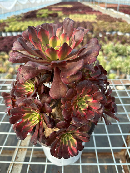 Mikicluster20–30 cm alter Haufen/ 10–20 Köpfe/ Aeonium-Cluster/bunte natürliche lebende Pflanzen, Sukkulenten