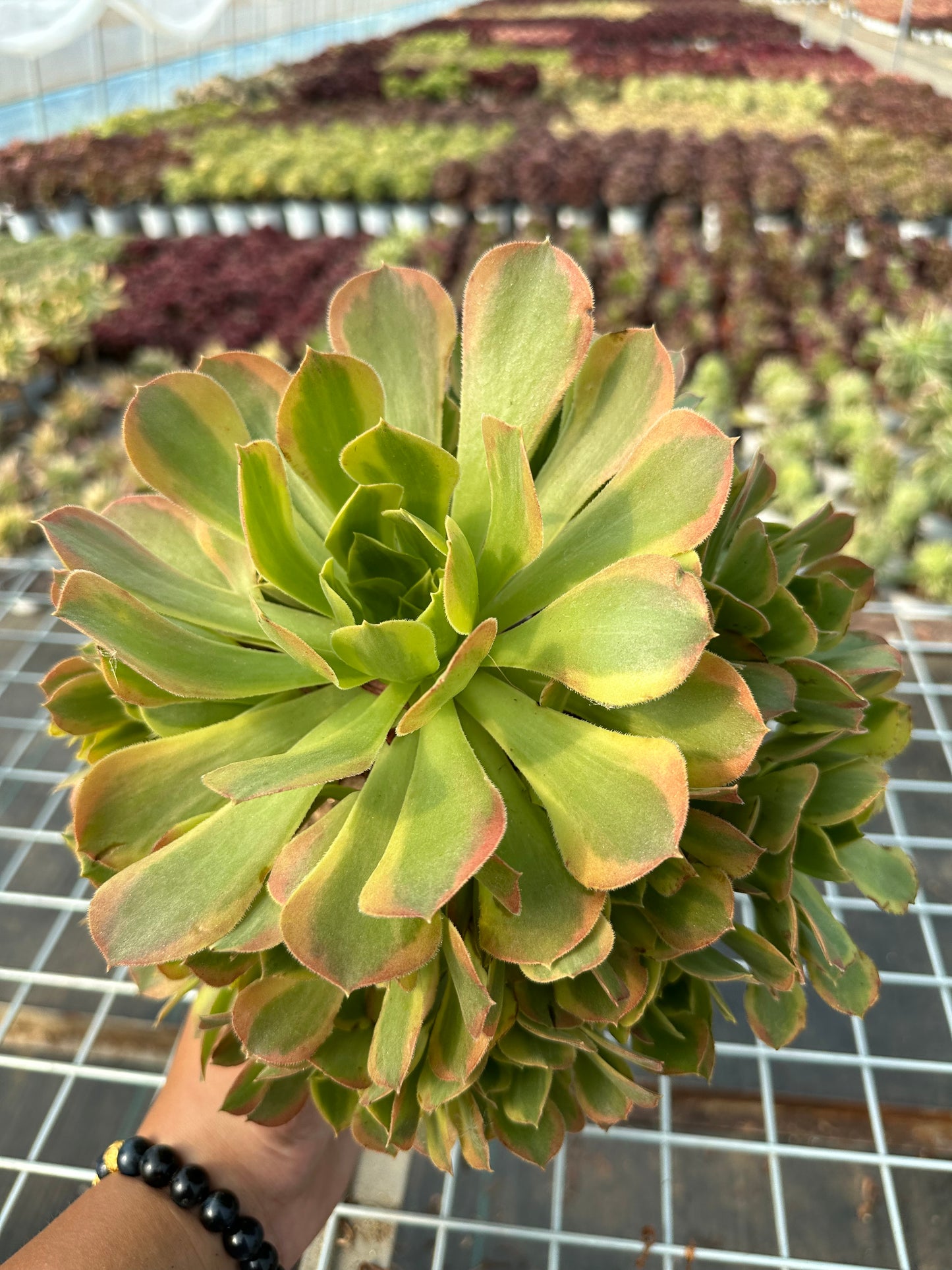 Blushing Beauty Variegata cluster20-30cm Old pile/ 10-20 heads/ Aeonium cluster / Variegated Natural Live Plants Succulents