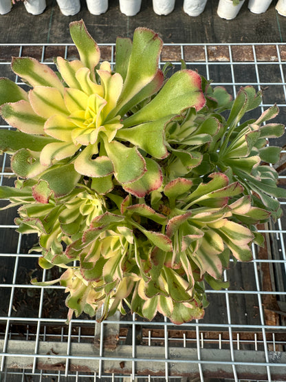 Glorious Sun Umbrella cluster20-30cm Old pile/ 10-20 heads/ Aeonium cluster / Variegated Natural Live Plants Succulents