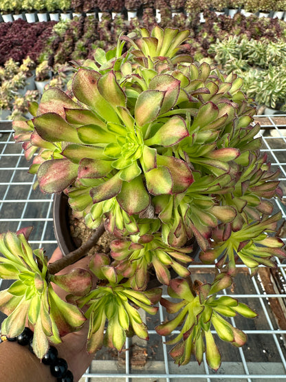 Tongyan cluster20-30cm Old pile/ 10-20 heads/ Aeonium cluster / Variegated Natural Live Plants Succulents