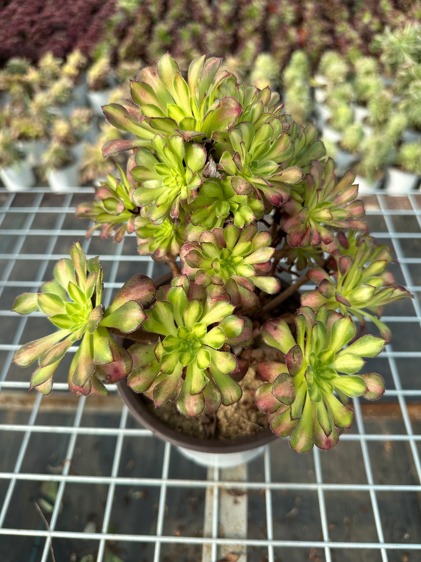 Tongyan cluster20-30cm Old pile/ 10-20 heads/ Aeonium cluster / Variegated Natural Live Plants Succulents