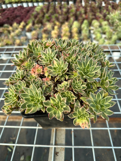 Bare Metal cluster20-30cm Old pile/ 20-40 heads/ Aeonium cluster / Variegated Natural Live Plants Succulents