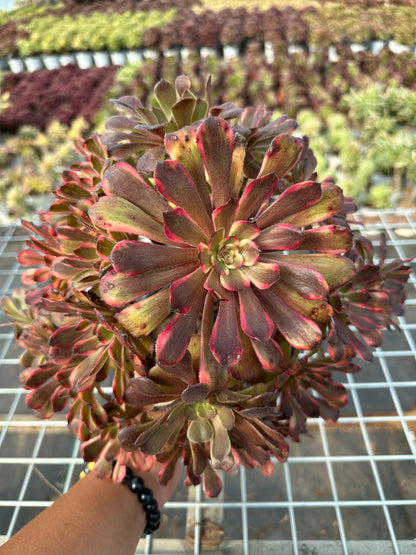 Red diamond cluster20-30cm Old pile/ 10-20 heads/ Aeonium cluster / Variegated Natural Live Plants Succulents