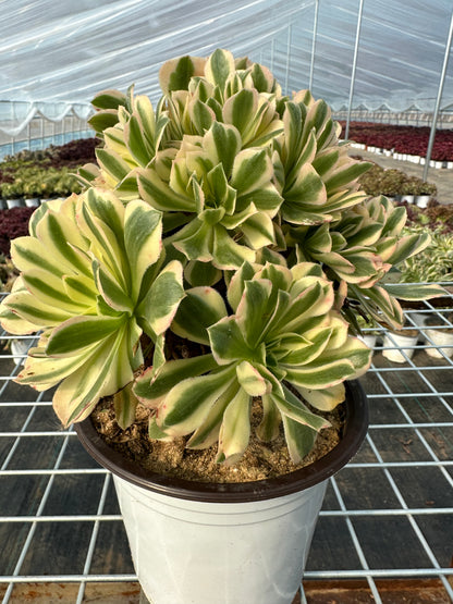 Yanning cluster20-30cm Old pile/ 10-20 heads/ Aeonium cluster / Variegated Natural Live Plants Succulents