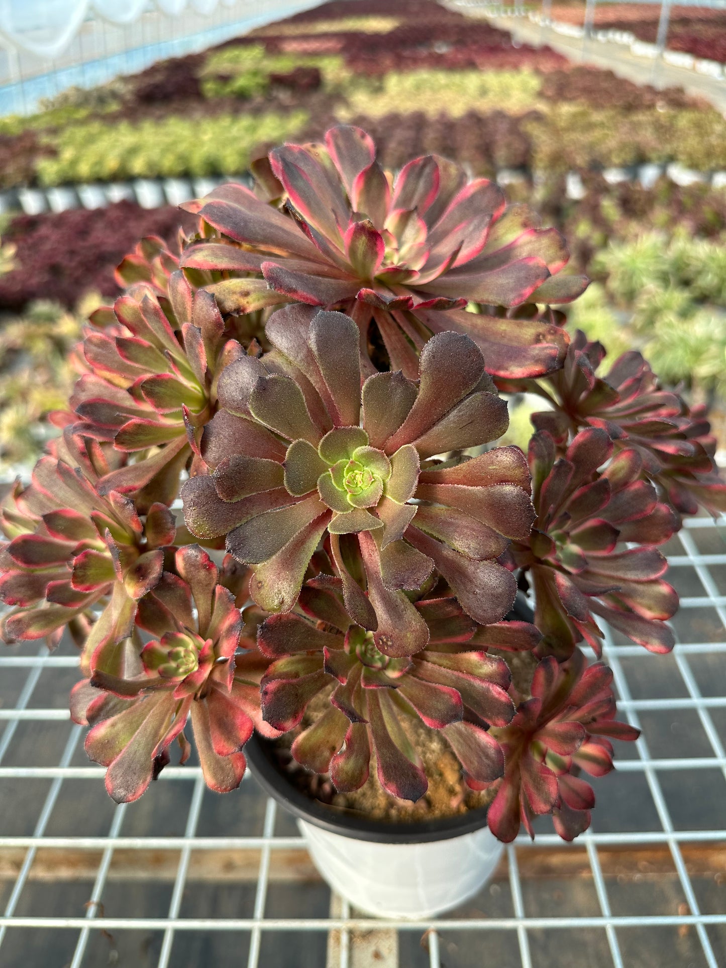 Red diamond cluster20-30cm Old pile/ 10-20 heads/ Aeonium cluster / Variegated Natural Live Plants Succulents