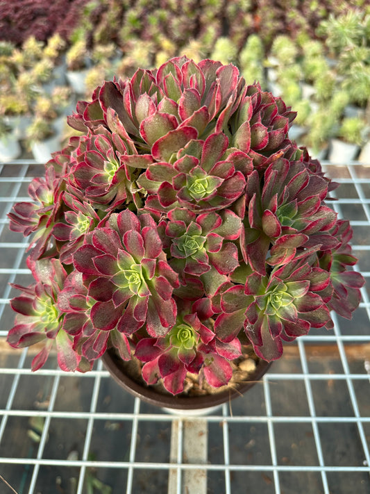 Anna cluster20-30cm Old pile/ 10-20 heads/ Aeonium cluster / Variegated Natural Live Plants Succulents