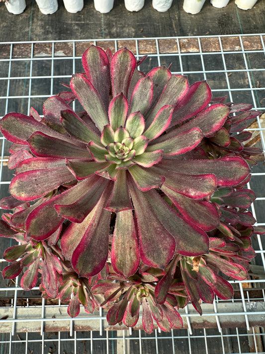 Purple Cloud cluster20-30cm Old pile/ 10-20 heads/ Aeonium cluster / Variegated Natural Live Plants Succulents