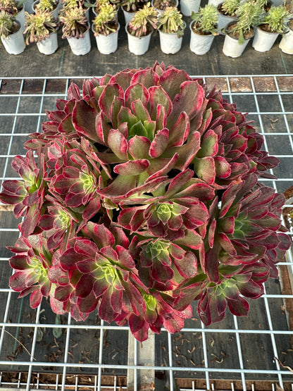 Anna cluster20-30cm Old pile/ 10-20 heads/ Aeonium cluster / Variegated Natural Live Plants Succulents