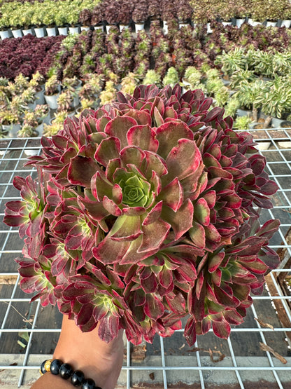 Anna cluster20-30cm Old pile/ 10-20 heads/ Aeonium cluster / Variegated Natural Live Plants Succulents
