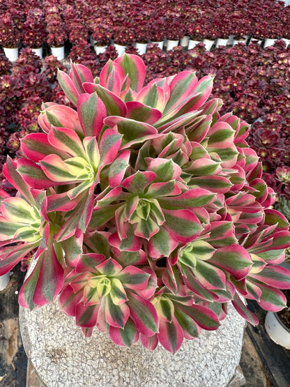 Pink Witch cluster20-30cm Old pile/ 10-20 heads/ Aeonium cluster / Variegated Natural Live Plants Succulents