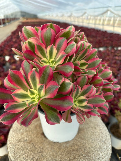 Pink Witch cluster20-30cm Old pile/ 10-20 heads/ Aeonium cluster / Variegated Natural Live Plants Succulents