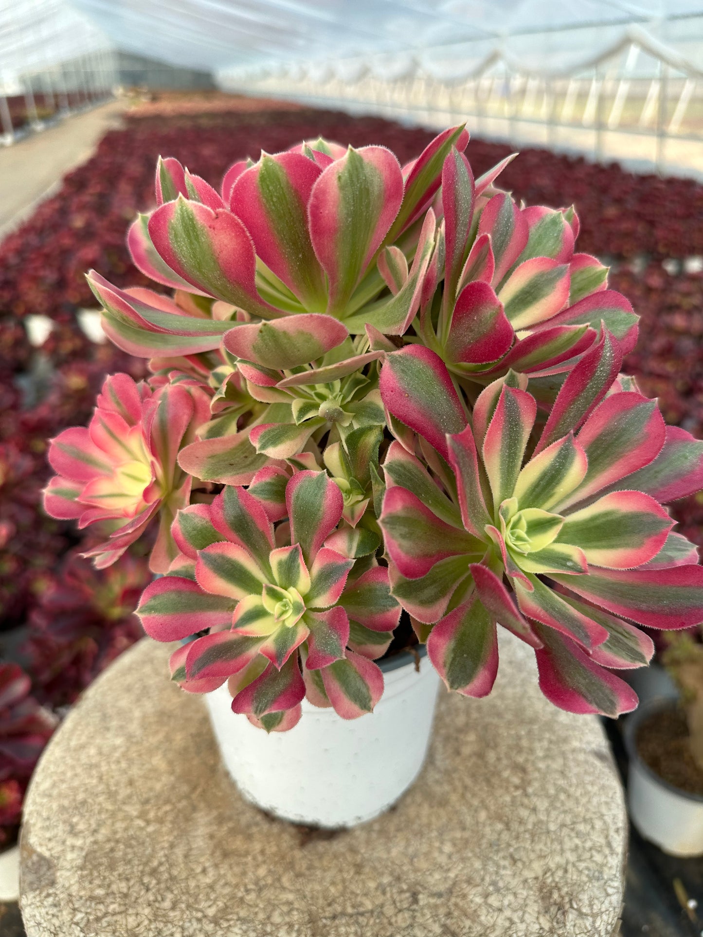 Pink Witch cluster20-30cm Old pile/ 10-20 heads/ Aeonium cluster / Variegated Natural Live Plants Succulents