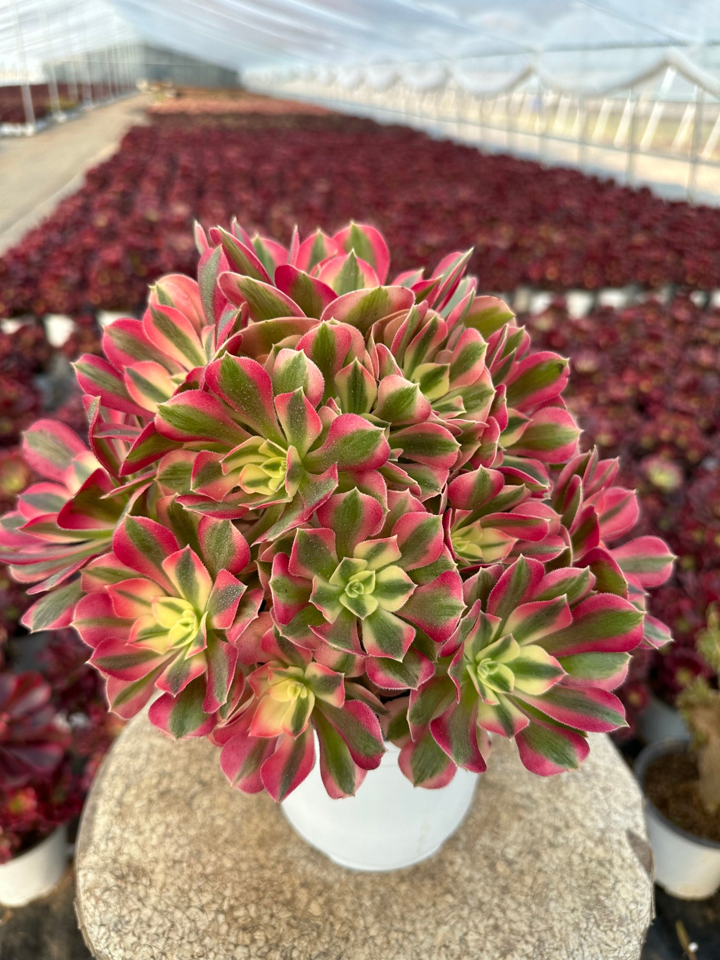 Pink Witch cluster20-30cm Old pile/ 10-20 heads/ Aeonium cluster / Variegated Natural Live Plants Succulents