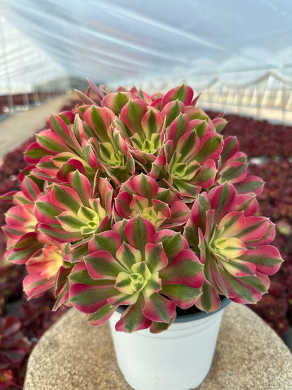 Pink Witch cluster20-30cm Old pile/ 10-20 heads/ Aeonium cluster / Variegated Natural Live Plants Succulents