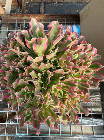 Grün-Rosa Hexen-Cluster, 25–40 cm, alter Haufen, 15–25 Köpfe, Aeonium-Cluster, bunte natürliche lebende Pflanzen, Sukkulenten