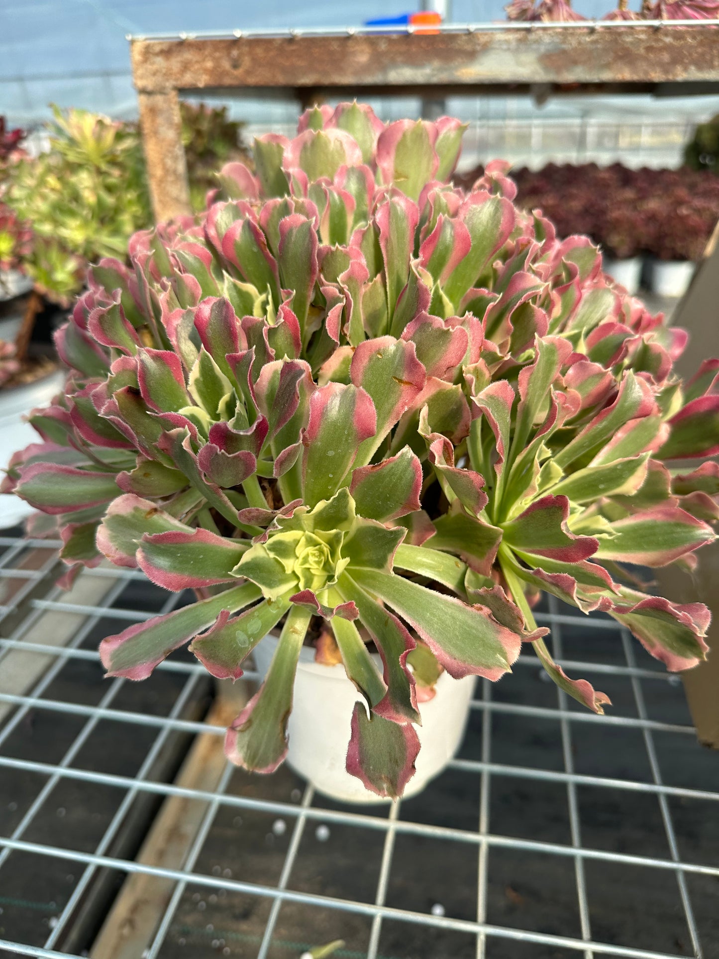 Green Pink Witch cluster25-40cm Old pile/ 15-25 heads/ Aeonium cluster / Variegated Natural Live Plants Succulents