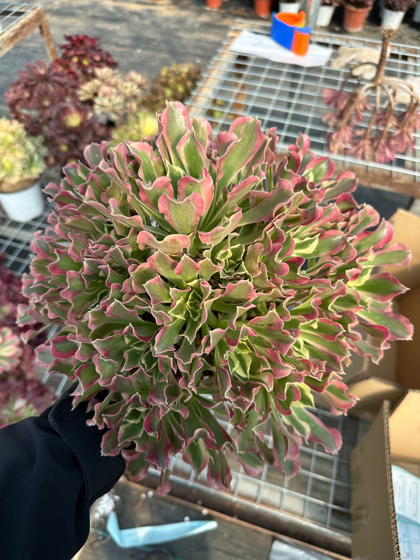 Green Pink Witch cluster25-40cm Old pile/ 15-25 heads/ Aeonium cluster / Variegated Natural Live Plants Succulents