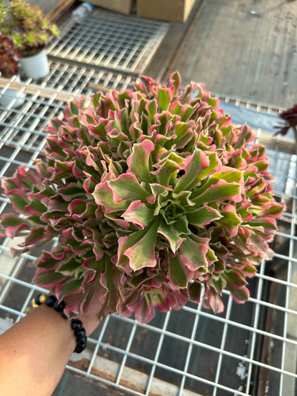 Green Pink Witch cluster25-40cm Old pile/ 15-25 heads/ Aeonium cluster / Variegated Natural Live Plants Succulents