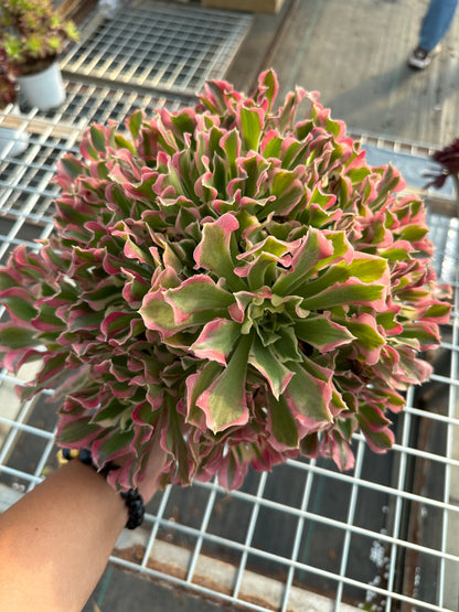 Green Pink Witch cluster25-40cm Old pile/ 15-25 heads/ Aeonium cluster / Variegated Natural Live Plants Succulents